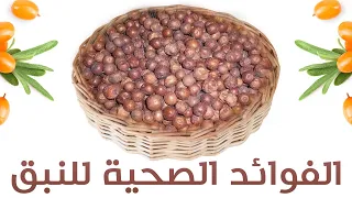 الفوائد الصحية للنبق ـ نبق السدر..فوائد النبق الرائعة لن تستغني عنه بعد معرفتك لها