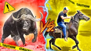 BÚFALO Pegando CAVALO * deu Ruim