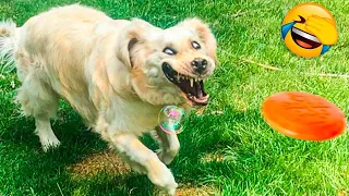 Untitled Funny cats and dogs video #23 🤣