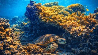 Sleeping Sea Turtle Under the Reef – Calming Ocean Ambience & Relaxing Piano