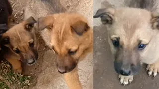 The joy of village puppies || bhaiya choudhary2635