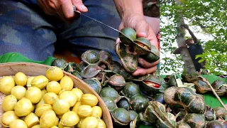 Jengkol di kebun sudah tua petik untuk buat kerupuk dan semur jengkol