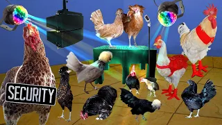 La Mejor Fiesta de Gallinas y Gallos 🐔🐓