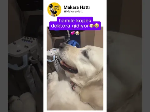 hamile köpeğin doktor randevusu