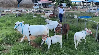 Miniature cows | Nadipathy Goshala | Yeleswaram | Shortest cows Breed