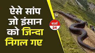 ये सांप एक आदमी तक को जिन्दा निगल सकता है देखते ही भाग लीजिये वहां से | Varta24