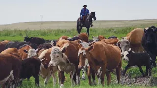 Why do the products of beef and lamb from Uruguay get popular in Chinese market?