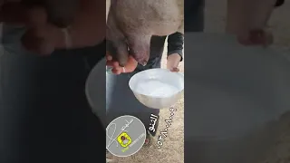 جديد مركز سليم بن شالح وشريكه لبيع جميع انواع الإبل 0538008009