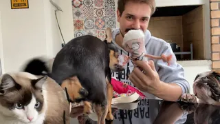 MOSTRAMOS TODOS OS BRINQUEDOS DA MADA, BICA E LOLA!