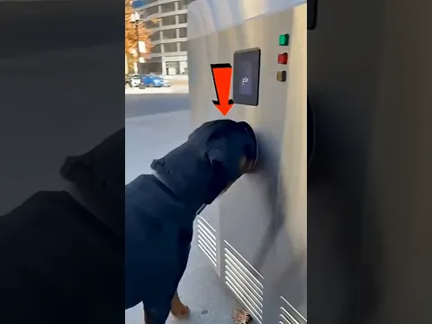Wait for the Dog's Reaction! 😱🐶 #shorts #trending