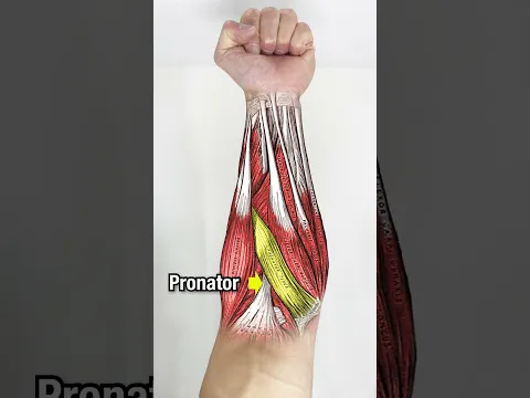 Want BIGGER Forearms? DO THESE!