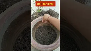😄माली भैया February -march में मोगरा को हजारों फूलों के लिए कैसे करते हैं तैयार | Mogra plant care