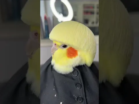 Parrot haircut transformations are taking over right now AI 🦜✂️
