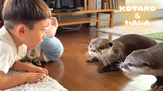 はじめて人間の赤ちゃんを見たカワウソのリアクションが面白い　Otters Meet Baby For The First Time
