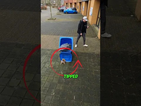 Garbage container falls on dog 😱😨😭 #animallover #animals #animalhearted