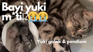 Anak yuki m*ti pas lahiran, yuki jadi sensitif, galak dan pendiam😭😭😭