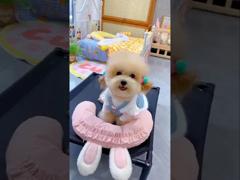Cute dog. #shortsshorts #viralshort #viralvideo #poodle #funydog1010 #poodle #cutedog #usadogs #dog