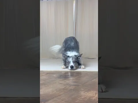 Why I love Border Collies. They are just so incredible at understanding us