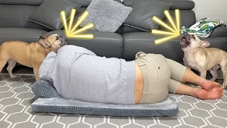 STEALING MY DOGS BED | Funny Dog Reactions (Part 2)