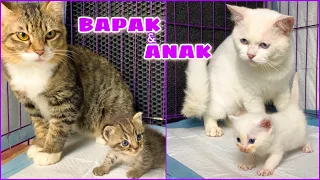 ANAK KUCING MEONG MEONG DI JAGAIN BAPAK KUCING KOCAK SAMPE RUSUH BANGET !!