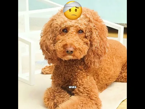 What is the normal relationship like between your pets? #pets #cute #funny #shorts