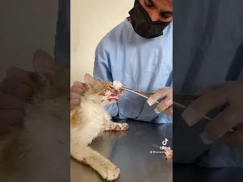انقاذ قطه بعد تعرضها لحادث سير ادى الى جروح في اجزاء الجسم  🐈🤍 Rescue a cat after it was run over