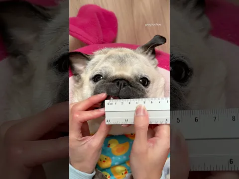 Loulou and her sneaky snaggletooth 🦷😂 #pug #dog #funny