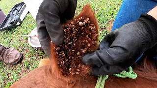 Assustei  com a ORELHA  desse Cavalo ... infestação Carrapato...