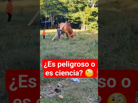 La Ciencia detrás de la Nobleza Bovina 🧠🐄 #saludanimal #fypyoutube #medicinaveterinaria #toro #bull