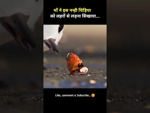 माँ ने इस नन्ही चिड़ियाको लहरों से लड़ना सिखाया...😶