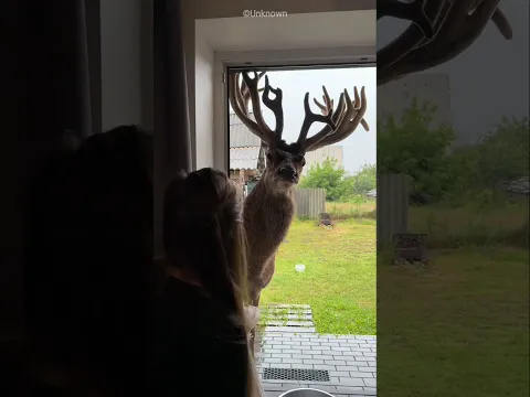 Deer Returned To The Girl Who Saved Him