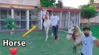 Finally Horse Aya Ghr ❤ Bohat He Masoom Or Cute 😘