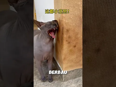 Kucing botak selalu menggosokan tubuhnya kedinding 😁 #shorts #kucing
