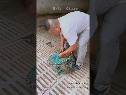 مزارع يستخدم شبكة طويلة لامساك الماعز داخل الحظيرة