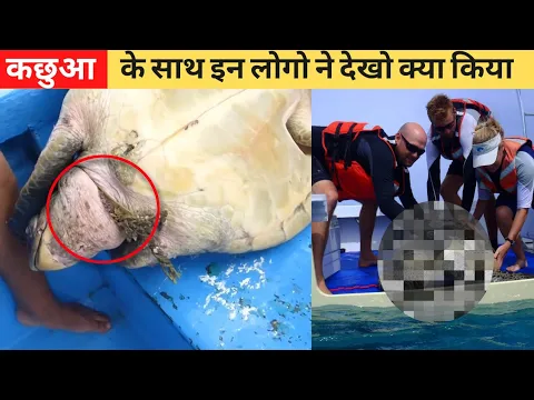 परेशान कछुए को देखकर इन्होंने जो किया 😨 #short,fact