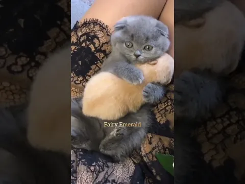 Awww so cuteeee 😻💗 #cat #pet #cutecat #edit #😽😽 #tiktok 💌