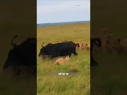 सांडों ने शेरों को सबक सिखाया। | Bulls Vs Lions | #animals #bulls #lions #wildlife | #shorts