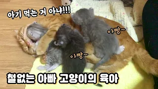 베니가족 탄생 스토리 | 철없는 아빠 고양이의 육아와 감동의 출산 스토리