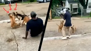 Hero Animals That Saved Human Lives!