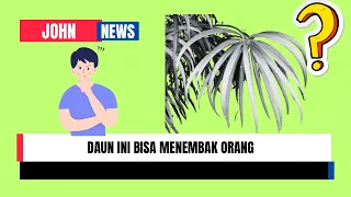 Kita coba daun yang bisa nembak orang #viralvideos #eksperimen #shorts