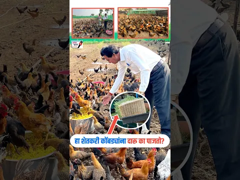 कोंबड्याचे खाद्य व्यवस्थापन | गावरान कोंबडी पालन संपूर्ण माहिती | हायड्रोपोनिक चारा | Shodh Varta |