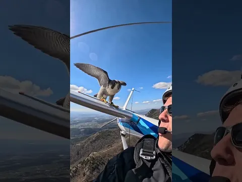 This Bird Just Landed on My Wing Mid-Air 😲 #hanggliding #unexpected
