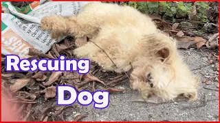 Rescued A Homeless Dog But What A Pity. Please Share