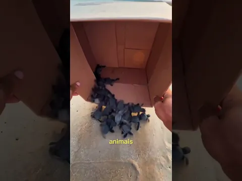 😱 ¡El Engaño de las Crías de Tortuga! 🐢