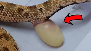 देखिए सांप कैसे अंडे देता है😱! Things you'll see first time in your life P-4
