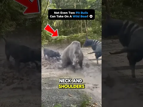 🔥 Why Predators Fear Wild Boars