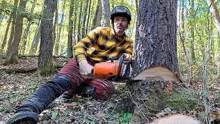 Ako bezpečne spílit strom, Príručka pre začiatočníkov, Amles, Stihl ms 500i, Ťažba dreva