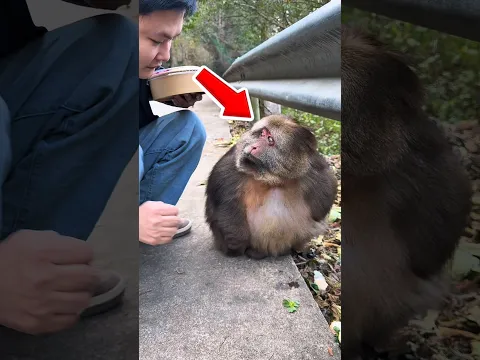 Sikap Monyet Ini Bikin Manusia Harus Malu