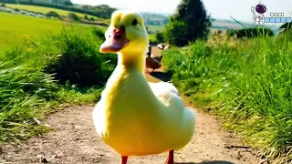 Bebek Gembul Bebek Kwek Kwek 💖🦆💛 Lagu Anak Indonesia Balita