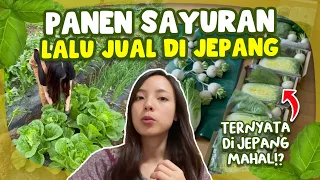 PANEN SAYUR LALU JUAL DI JEPANG!? TERNYATA SAYUR DI JEPANG MAHAL!?
